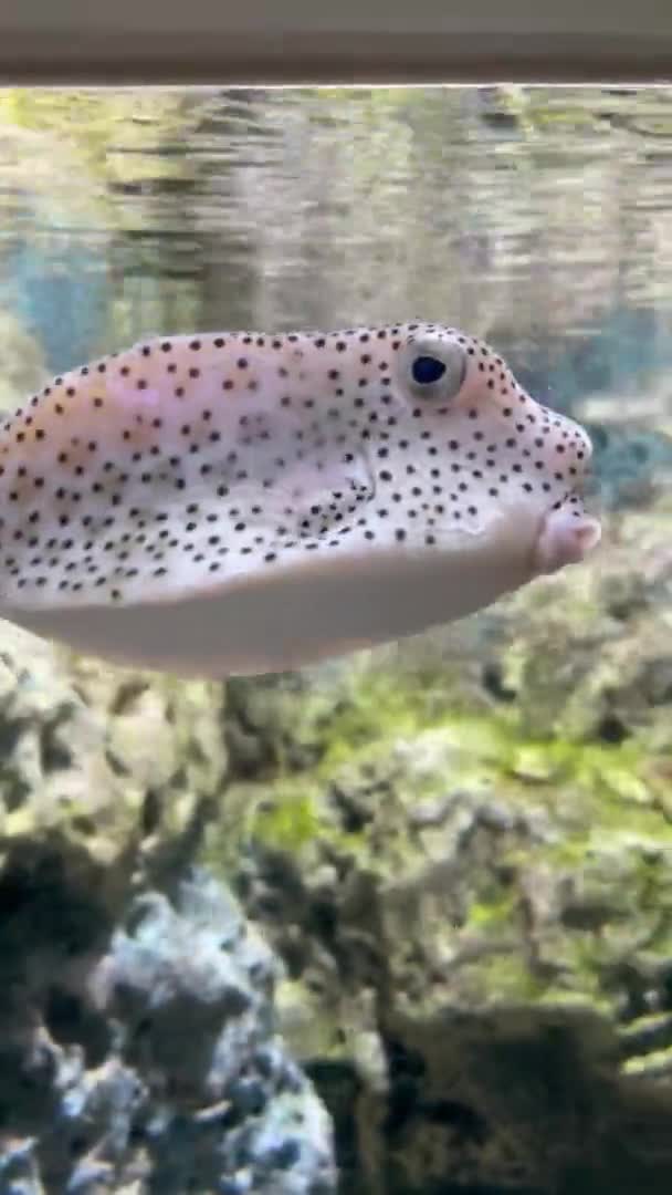 Puffer Fish Aquarium Vertical Format Video — Stock Video