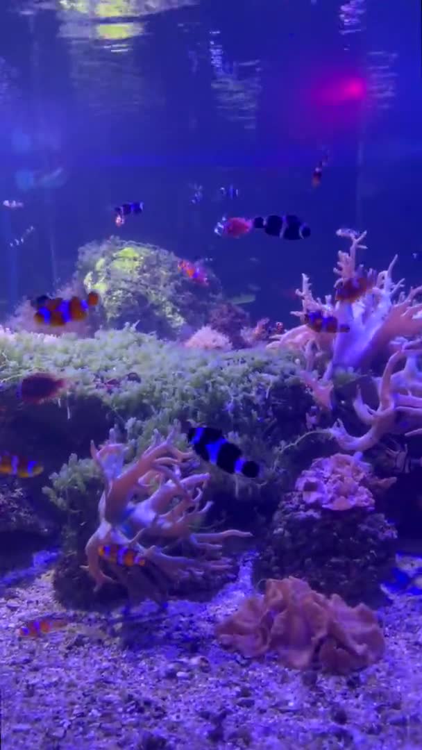 Diverse Pești Mare Anemonă Acvariu Vertical Format Video — Videoclip de stoc