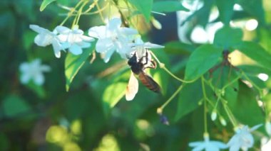 Arılar uçuyor ve bahçede çiçeklerden polen yiyorlar..