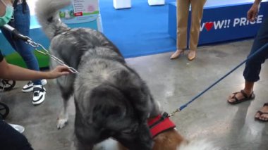 Nonthaburi, Tayland - 27 Mayıs 2021: 10. SmartHeart 'taki Köpekler Tayland Uluslararası Hayvan Varyasyonları Sergisi' ni sunar Muang Thong Thani, Nonthaburi, Tayland.