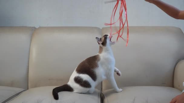 Gatto Sta Giocando Con Una Corda Legata Legno Sul Divano — Video Stock