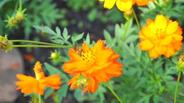 Albinele Zboară Mănâncă Polen Din Flori Grădină — Videoclip de stoc
