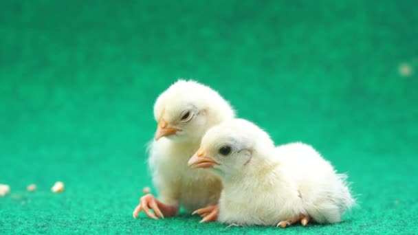 Yellow Serama Chicks Artificial Grass Background — Stock Video