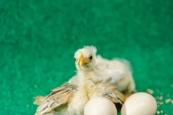 Жовті Серама Пташенята Яйце Штучному Фоні Трави — стокове фото