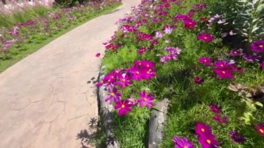 Kozmos çiçekleri güzel havalarda. Kozmos ayçiçeği ailesinde çiçek açıyor..