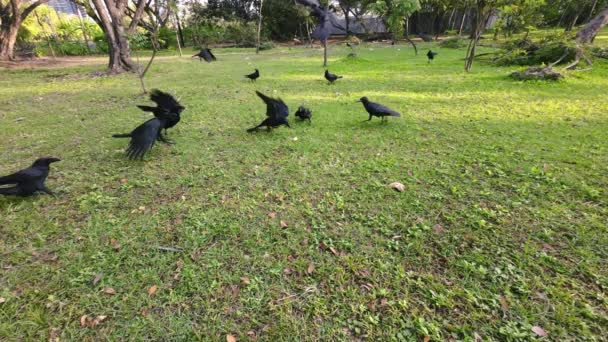 Many Crows Were Scrambling Eat Bread Grass — Stock Video