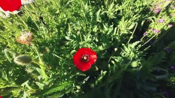 Abelhas Estão Voando Comendo Pólen Flor Pela Manhã Bom Tempo — Vídeo de Stock