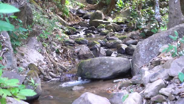 Catarata Creek Ambiente Sombrío Naturaleza — Vídeos de Stock