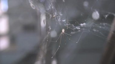 Eski evdeki örümcek ağlarının üzerindeki örümcek ağı.