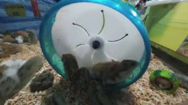 Birçok hamster tekerlekle oynamak için yarışıyor..