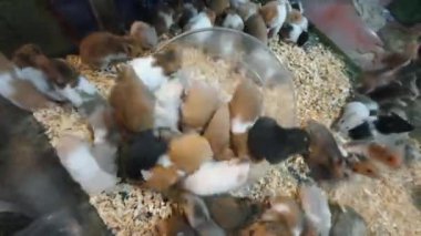 Birçok hamster tekerlekle oynamak için yarışıyor..