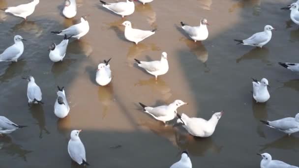 Many Seagulls Swimming Sea Bang Thailand Slow Motion — стоковое видео
