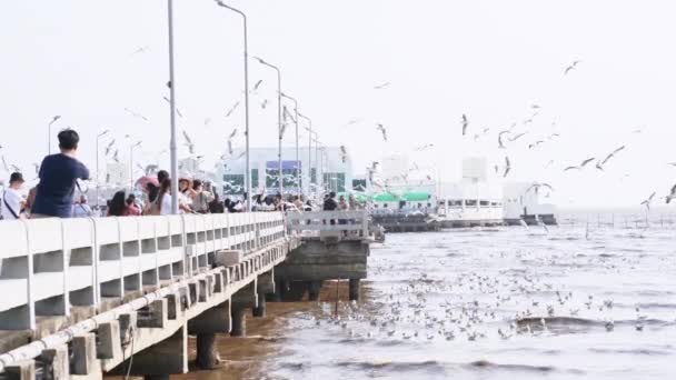 Samut Prakan Thailand Mar 2022 Seagull Escape Upper Asia Winter — Stok Video