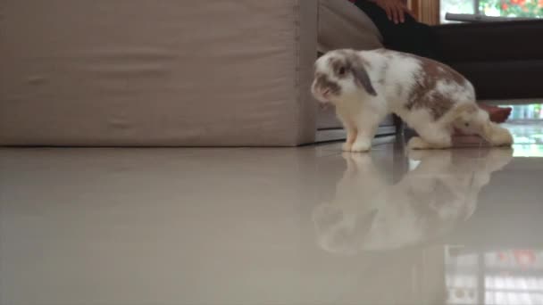 Rabbit Running Tiled Floor House — Stock Video