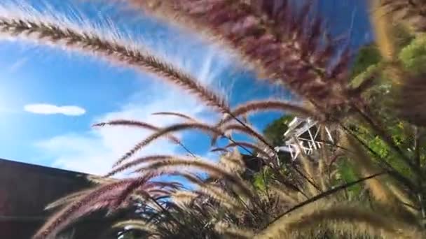 Natuur Bevat Het Gras Zwaaien Wind Functies Zonneschijn Het Geeft — Stockvideo