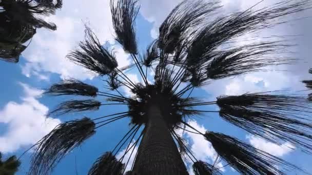 Palmiye Ağacı Rüzgar Solucanın Bakış Açısından Esiyor — Stok video