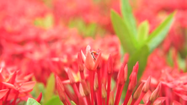 Méhek Repkednek Virágport Esznek Ixorából Természetben — Stock videók