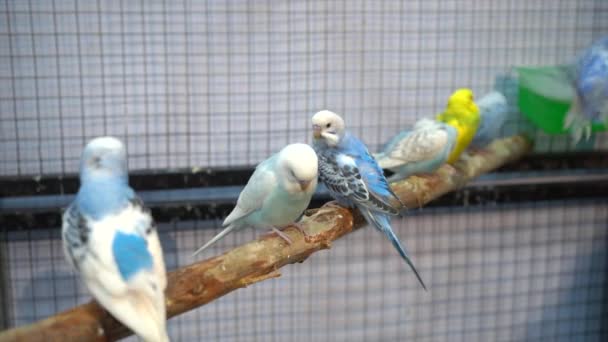 Παπαγάλοι Στα Κλαδιά Πουλί Είναι Ένα Δημοφιλές Κατοικίδιο Ζώο Στην — Αρχείο Βίντεο