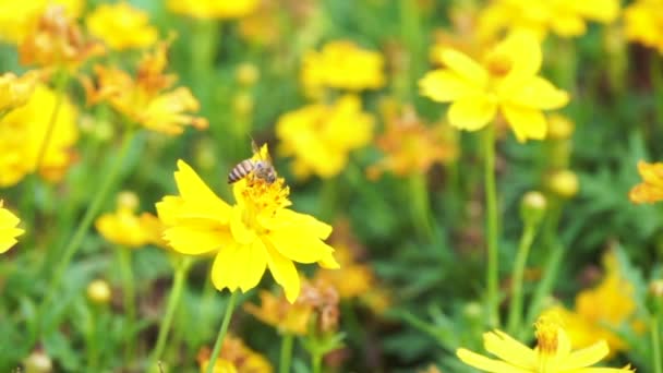 Méh Eszik Kozmosz Virág Pollen Természet Háttér — Stock videók