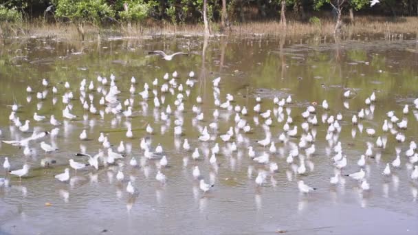 Many Seagulls Flying Swimming Sea Bang Thailand Slow Motion — Stockvideo