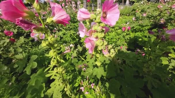 Bees Flying Eating Pollen Hollyhock Nature Background — Videoclip de stoc