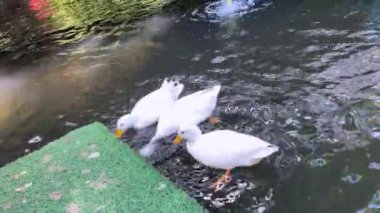 3 white ducks playing in the water