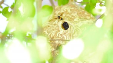 Eşek arıları yiyecek ve yuva malzemesi bulmak için yuvanın dışına uçuyorlar.