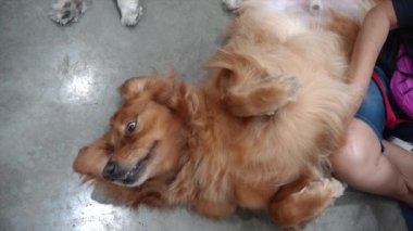 Köpek çimento zeminde mutlu bir şekilde yatıyordu.
