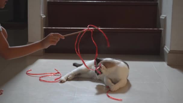 Girl Playing Cat Straw Rope Tiled Floor — Stock Video