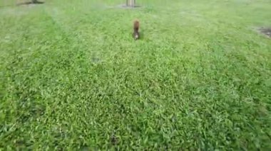 The squirrel walking on the grass find food in the park