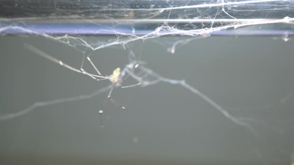 Spinnen Vele Spinnenwebben Het Oude Huis — Stockvideo