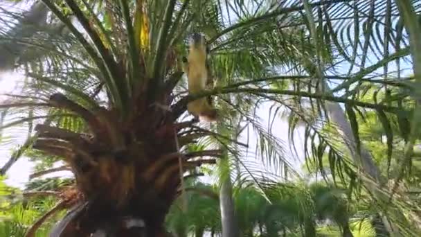 Wiewiórka Spaceru Znaleźć Jedzenie Drzewie Parku — Wideo stockowe