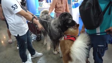 Nonthaburi, Tayland - 27 Mayıs 2021: 10. SmartHeart 'taki Köpekler Tayland Uluslararası Hayvan Varyasyonları Sergisi' ni sunar Muang Thong Thani, Nonthaburi, Tayland.