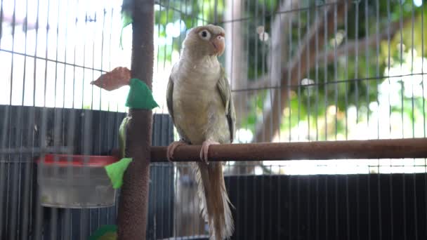 Πράσινο Cheeked Παπαγαλάκι Πράσινο Cheeked Conure Είναι Θέτει Ένα Υποκατάστημα — Αρχείο Βίντεο