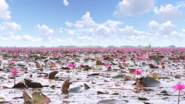 Red lotus viewing festival at Thung Bua Daeng, Bueng Lahan, Chaiyaphum, Thailand