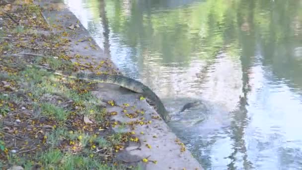 Varanus Salvator Swimming Pond Nature Background Large Lizard Native — Stockvideo