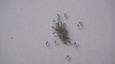 The black ants are eating the remains of a lizard