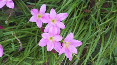 Pink zephyranthes carinata on a rainy day on a nature background
