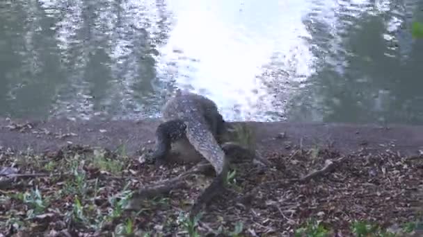 Varanus Salvator Crawling Pond Nature Background Large Lizard Native — Stockvideo