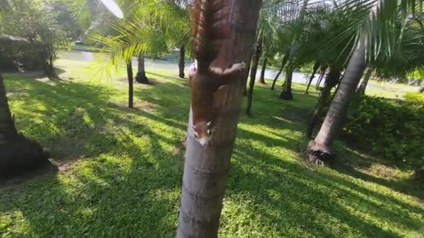 Wiewiórka Spaceru Znaleźć Jedzenie Drzewie Parku — Wideo stockowe