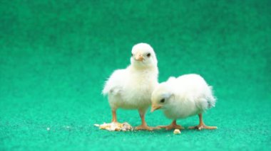 Yapay ot arka planında sarı seramalı piliçler.