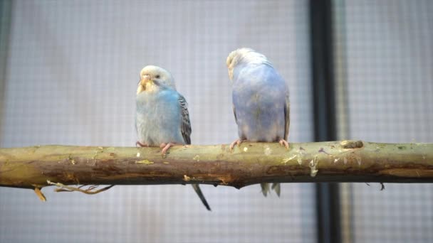 Parakeets Branches Bird Popular Pet Thailand — Stok video