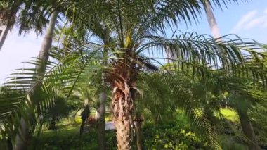 Sincap yürüyüş parkta ağaç üzerinde yiyecek bulmak