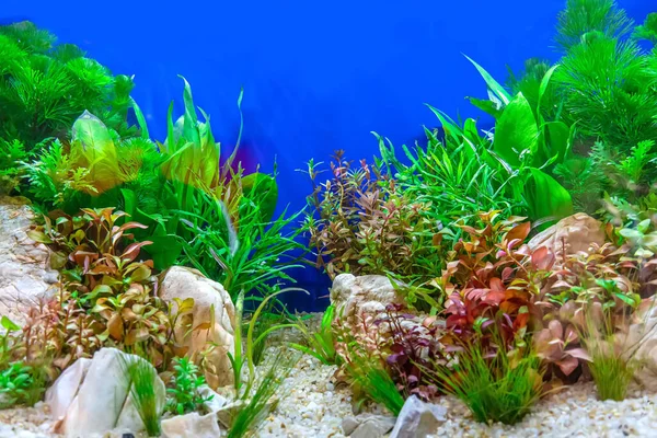 Underwater landscape nature forest style aquarium tank with a variety of aquatic plants, stones and herb decorations.