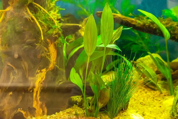 Unterwasserlandschaft Natur Wald Stil Aquarium Tank Mit Einer Vielzahl Von — Stockfoto