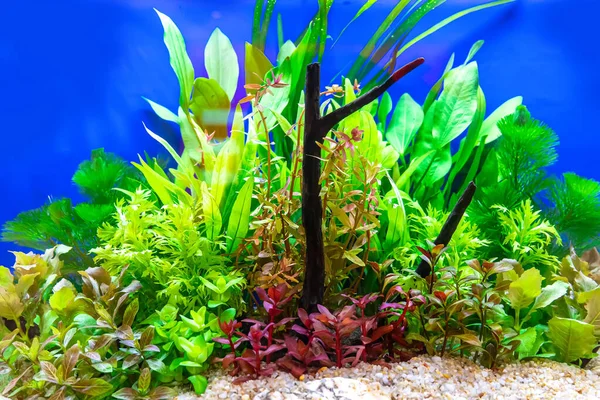 Underwater landscape nature forest style aquarium tank with a variety of aquatic plants, stones and herb decorations.