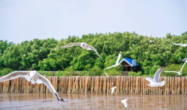 Uçan martılar. Martılar Tayland'a kışın göç..