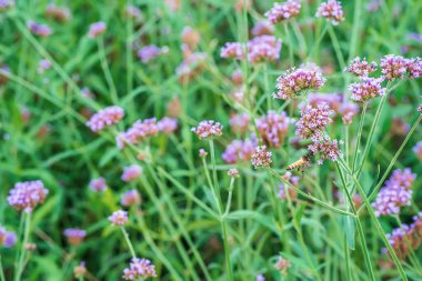 Doğada çiçekler ve polenler için uçan arılar..