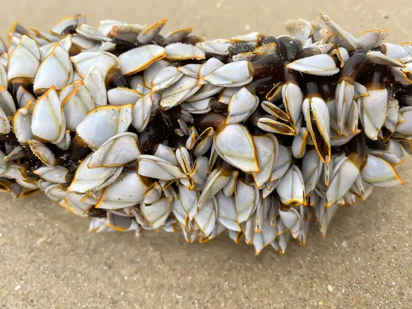 Small Shells Live Timber Sea — Stock Photo, Image