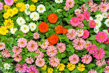 Zinnia zarafetinin göz alıcı renkleri bir doğa arka planında.